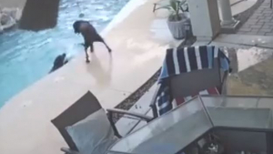 Illustration : Un chien tombe dans une piscine, il est sauvé de la noyade par un héros inattendu