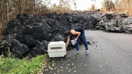 Illustration : Deux chiens ont été retrouvés vivants, coincés par la lave du volcan Kilauea