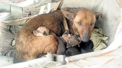 Illustration : Une chienne errante doit nourrir ses chiots en plein hiver, son instinct maternel fait d'elle une véritable héroïne !