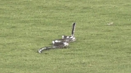 Illustration : Un serpent fait interrompre un match de baseball au Texas !