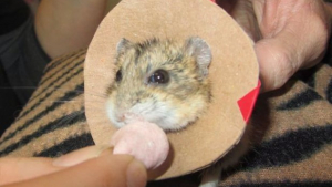 Illustration : "Un Hamster nain de 50 grammes risquait d'être amputé d'une patte, il a été opéré avec succès !"