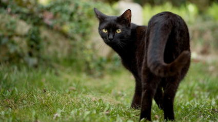 Illustration : Elle perd son chat sur une aire d’autoroute et le retrouve un mois plus tard