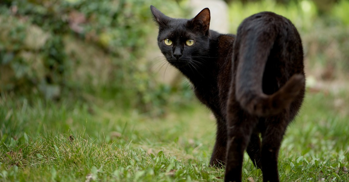 Elle Perd Son Chat Sur Une Aire Dautoroute Et Le Retrouve