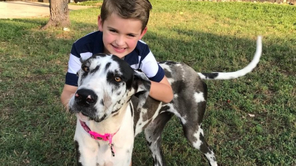 Illustration : Un couple souhaitant adopter un petit chien repart avec le plus grand chien du refuge grâce à un plan machiavélique de leur enfant