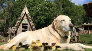 Illustration : "Un chien devient le père adoptif de 9 canetons !"