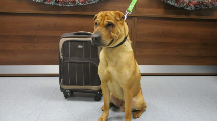 Illustration : Laissé sur le quai d’une gare, un chien a été secouru et a retrouvé un foyer