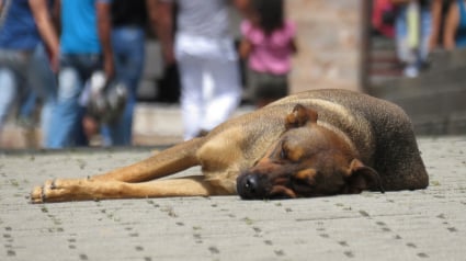 Illustration : Un homme sauve un chien…et se retrouve condamné !