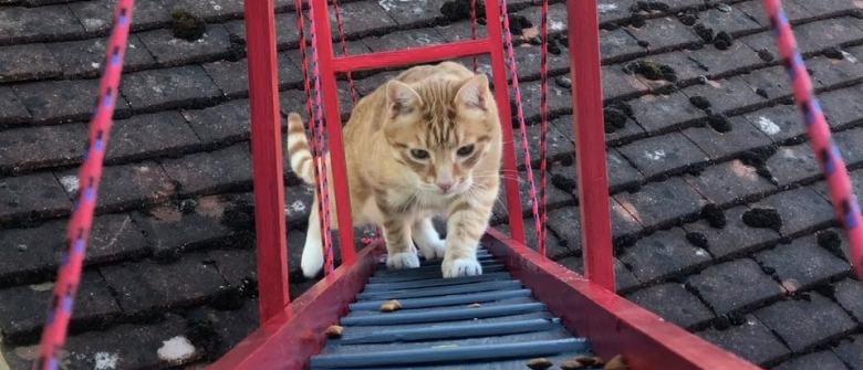 Un Chat Voit Son Maitre Lui Construire Un Pont Pour Lui Eviter De Sauter