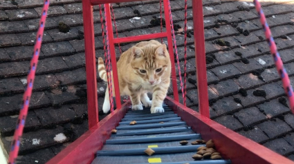 Illustration : Un chat voit son maître lui construire un pont pour lui éviter de sauter !