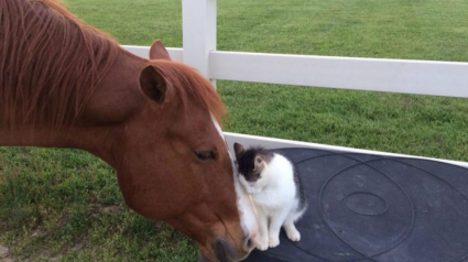 Illustration : Un cheval et un chat entretiennent une relation unique