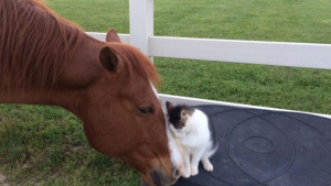 Illustration : Un cheval et un chat entretiennent une relation unique