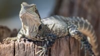 L Alimentation Du Lezard Comment Le Nourrir