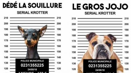 Illustration : Une ville fait la chasse aux crottes de chiens…et fait le buzz !