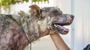 Illustration : Sans fourrure et promis à l’euthanasie, un chien est sauvé !