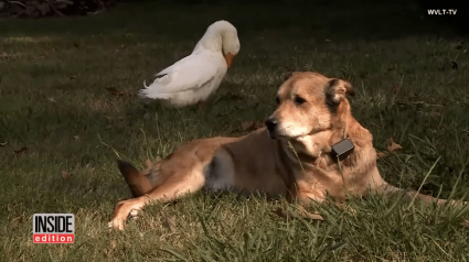 Illustration : Un chien sort de sa dépression grâce à une amitié nouée avec un canard