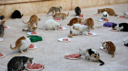 Illustration : Un refuge pour chats ouvert en Syrie, au milieu des bombardements