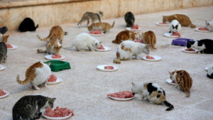 Illustration : Un refuge pour chats ouvert en Syrie, au milieu des bombardements