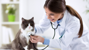 Illustration : La première visite de votre chaton chez le vétérinaire