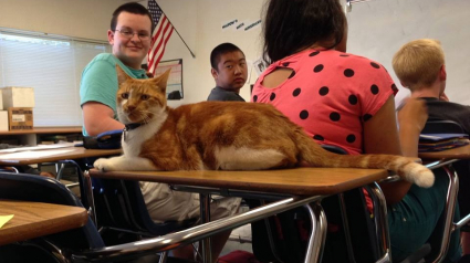 Illustration : Ce chat se rend quotidiennement au lycée local et finit par être « diplômé »