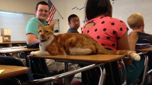 Illustration : "Ce chat se rend quotidiennement au lycée local et finit par être « diplômé »"