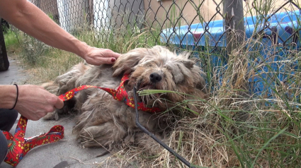 Illustration : Un chien abandonné avec une fourrure dans un état déplorable est secouru et complètement rasé ! 