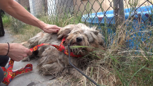 Illustration : Un chien abandonné avec une fourrure dans un état déplorable est secouru et complètement rasé ! 