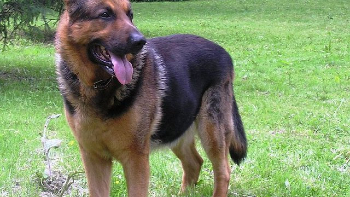 Illustration : "Une personne âgée veut enterrer son chien et reçoit l’aide d’un jeune garçon !"