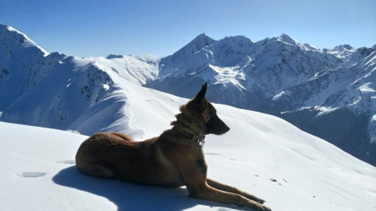 Illustration : Des gendarmes des Alpes-Maritimes perdent leur chien après un grave accident