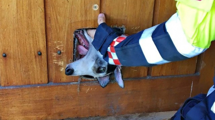 Illustration : Une chienne se prend pour un chat et reste coincée dans la porte…