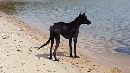 Illustration : Une chienne affamée sauvée en Amazonie et ramenée au Royaume-Uni