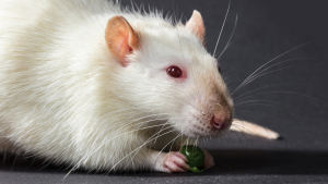 Illustration : Les aliments dangereux pour le rat