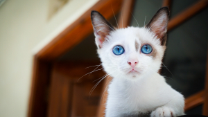 Illustration : "Pris en flagrant délit de se débarrasser du corps d'un chat, l'homme interpellé est suspecté d'être un tueur en série d'animaux !"