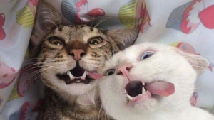 Illustration : 28 chats devenus stars du net grâce à des photos improbables