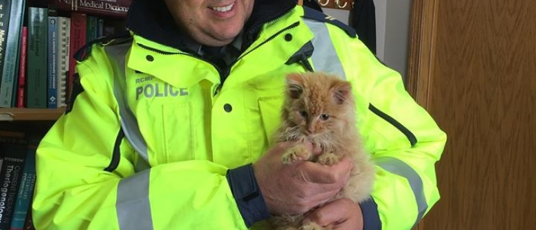 Ce Policier A Sauve Un Chaton Pris Au Piege Dans La Glace Au Beau Milieu De L Autoroute