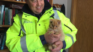 Illustration : "Ce policier a sauvé un chaton pris au piège dans la glace au beau milieu de l’autoroute"