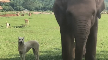 Illustration : Dans ce sanctuaire, les chiens cohabitent avec les éléphants !