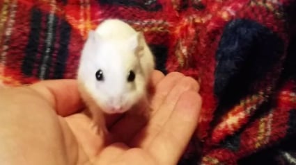 Illustration : Personne ne voulait adopter ce hamster jusqu’à ce que quelqu’un change sa destinée