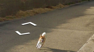 Illustration : "Un chien poursuit une voiture Google et photobombe malgré lui les clichés"