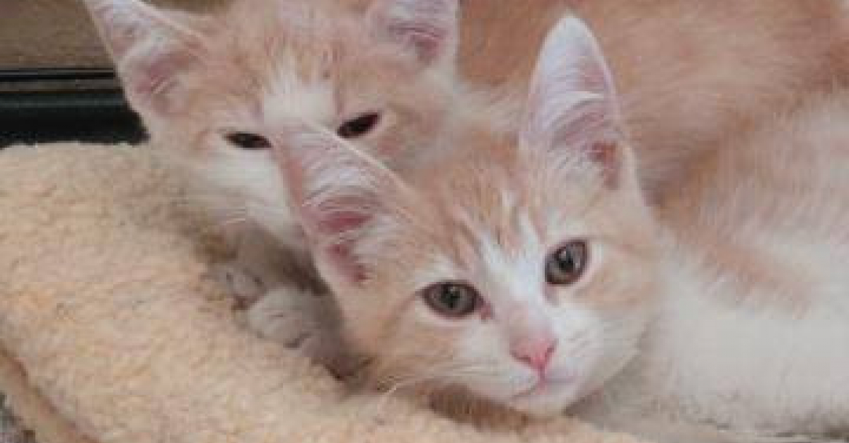 Un Chat Retrouve Son Jumeau Apres Que Sa Maitresse Ait Rencontre L Amour De Sa Vie