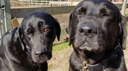 Illustration : Deux chiens farceurs mangent le déjeuner d’une postière. Elle va laisser une note pleine d'humanité aux propriétaires !