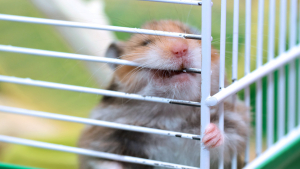 Illustration : Les maladies de la peau chez le hamster