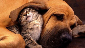 Illustration : Ces 20 raisons de posséder un chien et un chat !
