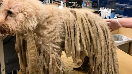 Illustration : Un chien arrive devant un refuge avec des dreadlocks et 5 kg de fourrure !