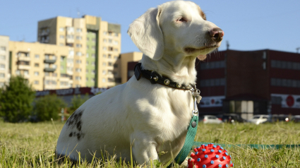 Illustration : Un chien meurt d’un coup de chaud après une promenade, la RSPCA met en garde