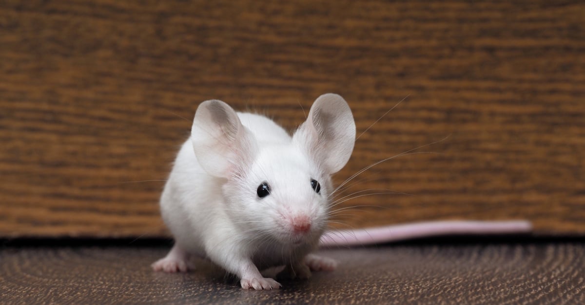 Quelles sont les maladies de peau de votre souris et comment les traiter ?