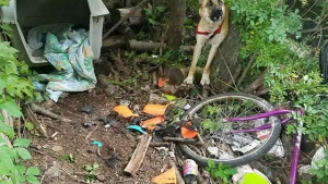 Illustration : Cette chienne abandonnée est restée attachée trois jours dans la forêt, sans eau ni nourriture 