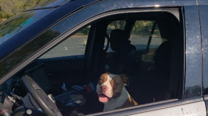 Illustration : Perdu, un Pitbull saute dans une voiture de police afin d’être aidé