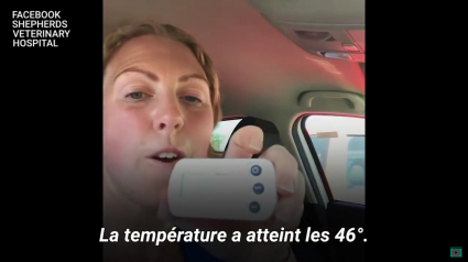 Illustration : Une vétérinaire s’enferme dans une voiture, en plein soleil, pour sensibiliser les propriétaires de chien