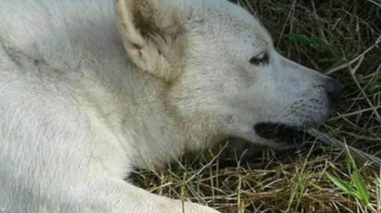 Illustration : Un chien meurt électrocuté en tentant d’aider son propriétaire