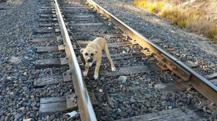 Illustration : Attaché sur la voie ferrée, ce chiot a été secouru par un passant